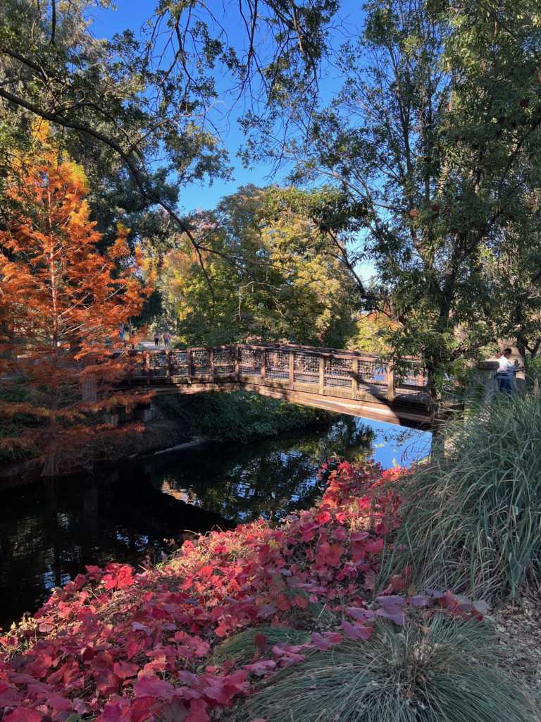 Picture of UC Davis Arboretum with colorful fall plants